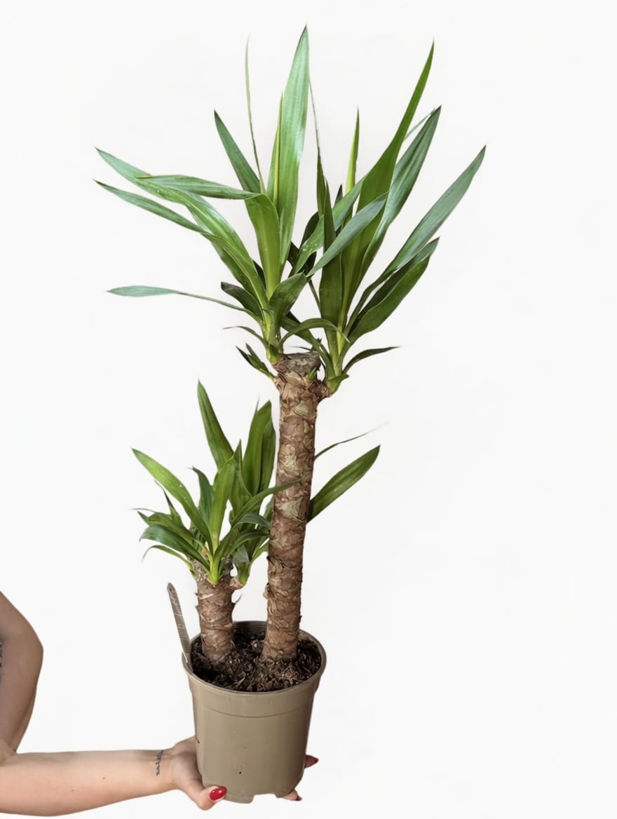 Саксиско цвеќе Јука (Yucca - Дрво на животот) — 1