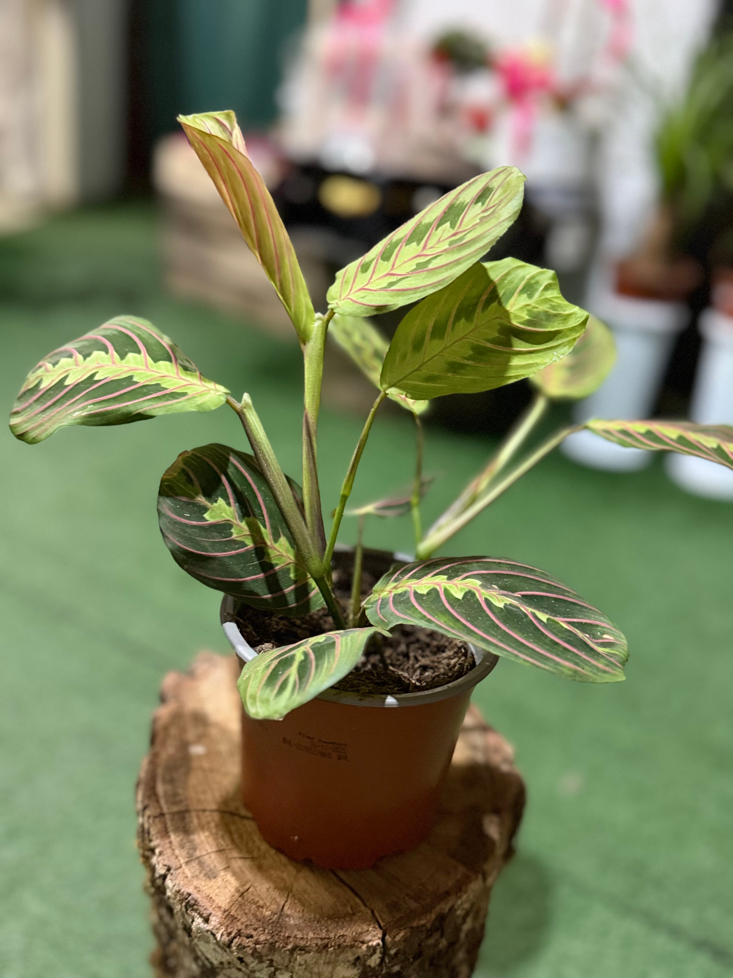 Маранта (Maranta Leuconeura 'Fascinator') – Растение што се моли — 1