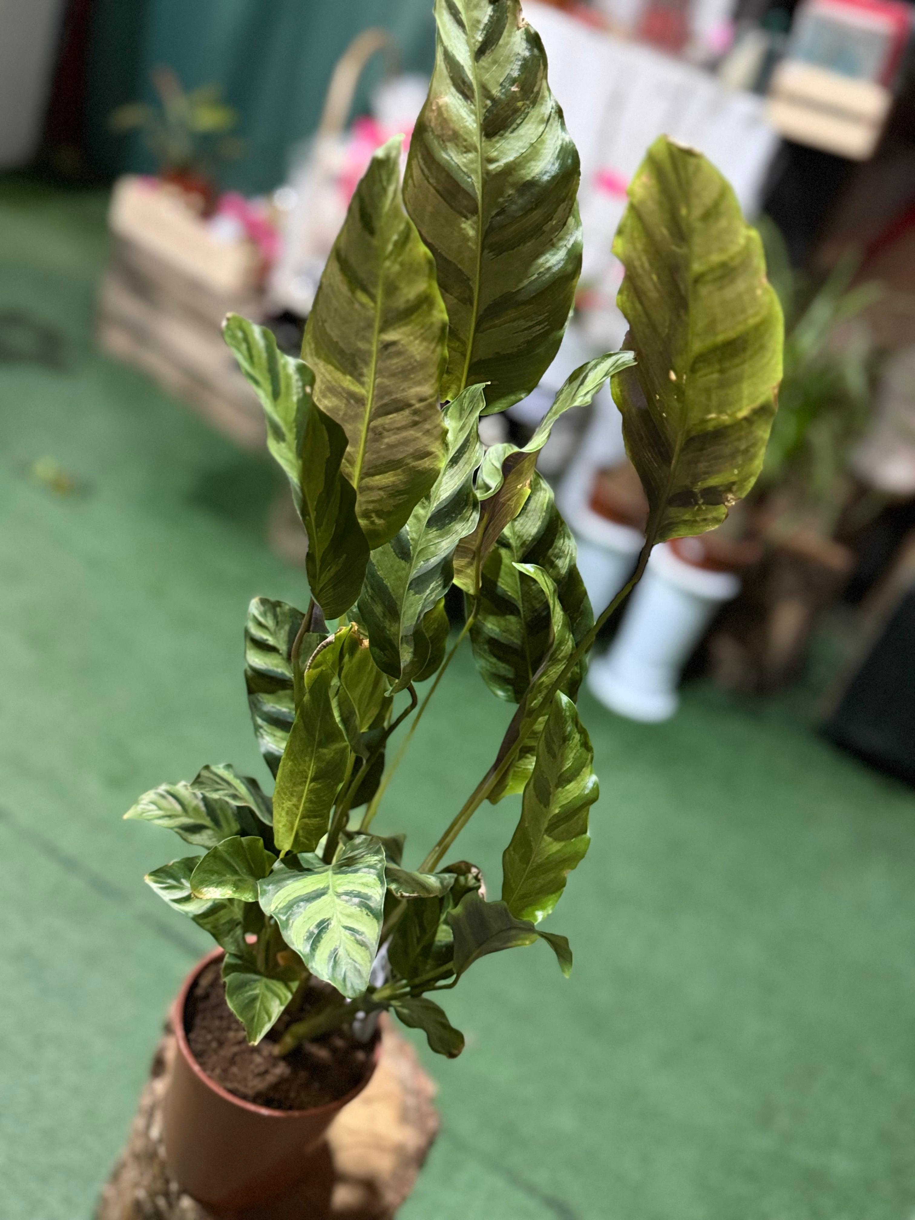 Калатеја Леопардина (Calathea Leopardina) — 1