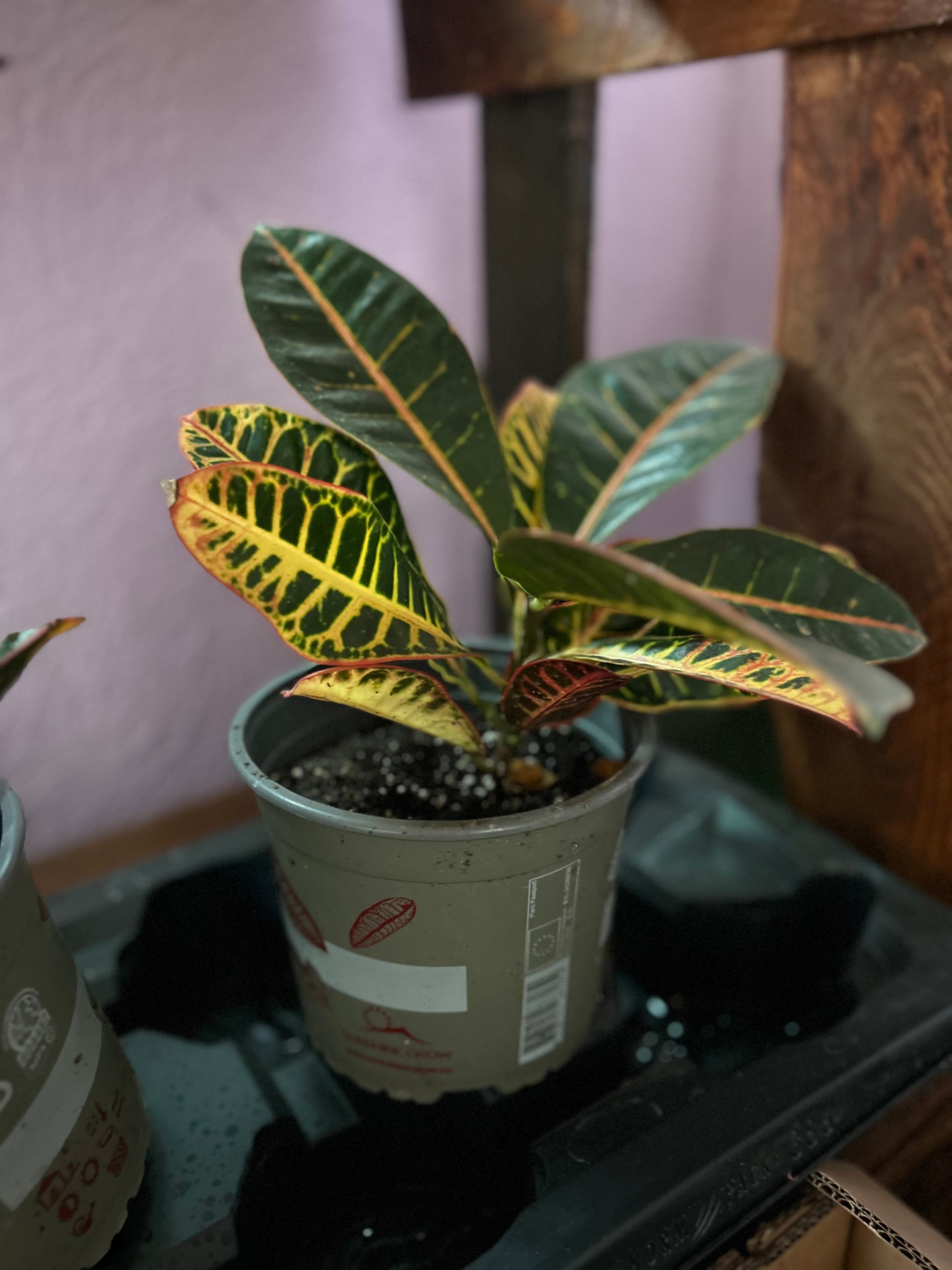 Кротон (Codiaeum variegatum 'Petra') – Експлозија на бои — 1