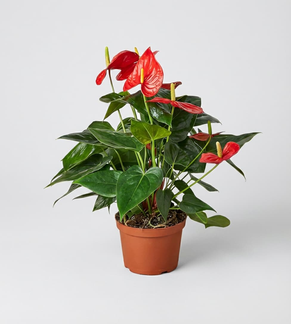 Слика на Голем антуриум