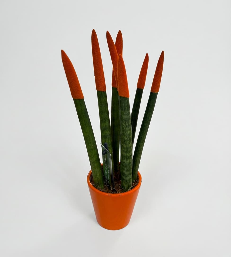 Слика на Сансеверија портокалова