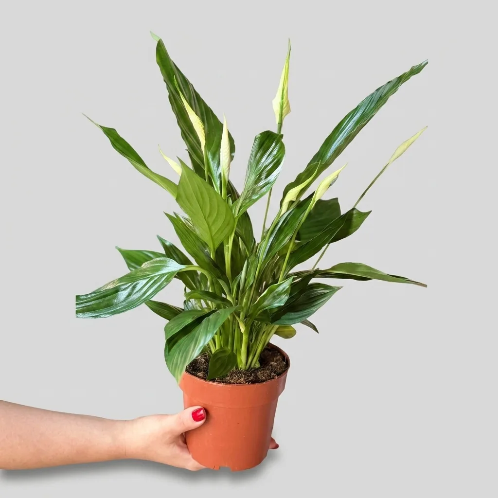 Слика на Саксиско цвеќе Спатифилум (Spathiphyllum - Женска среќа)