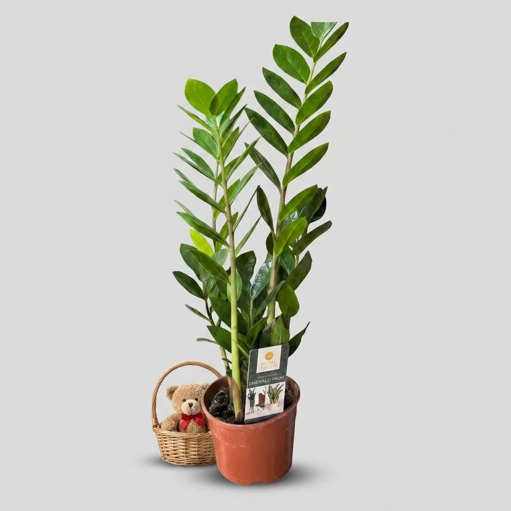 Слика на Саксиско цвеќе Замија (Zamioculcas Emerald Palm)
