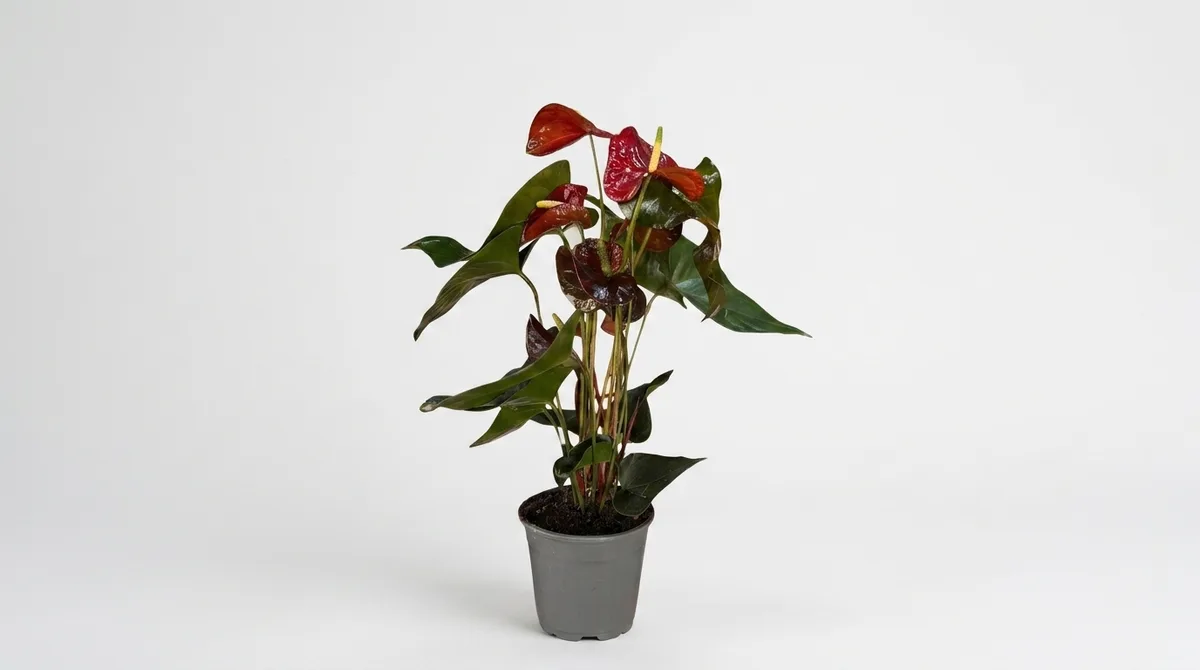 Слика на Антуриум Чоколадо (Anthurium 'Chocolate') во саксија