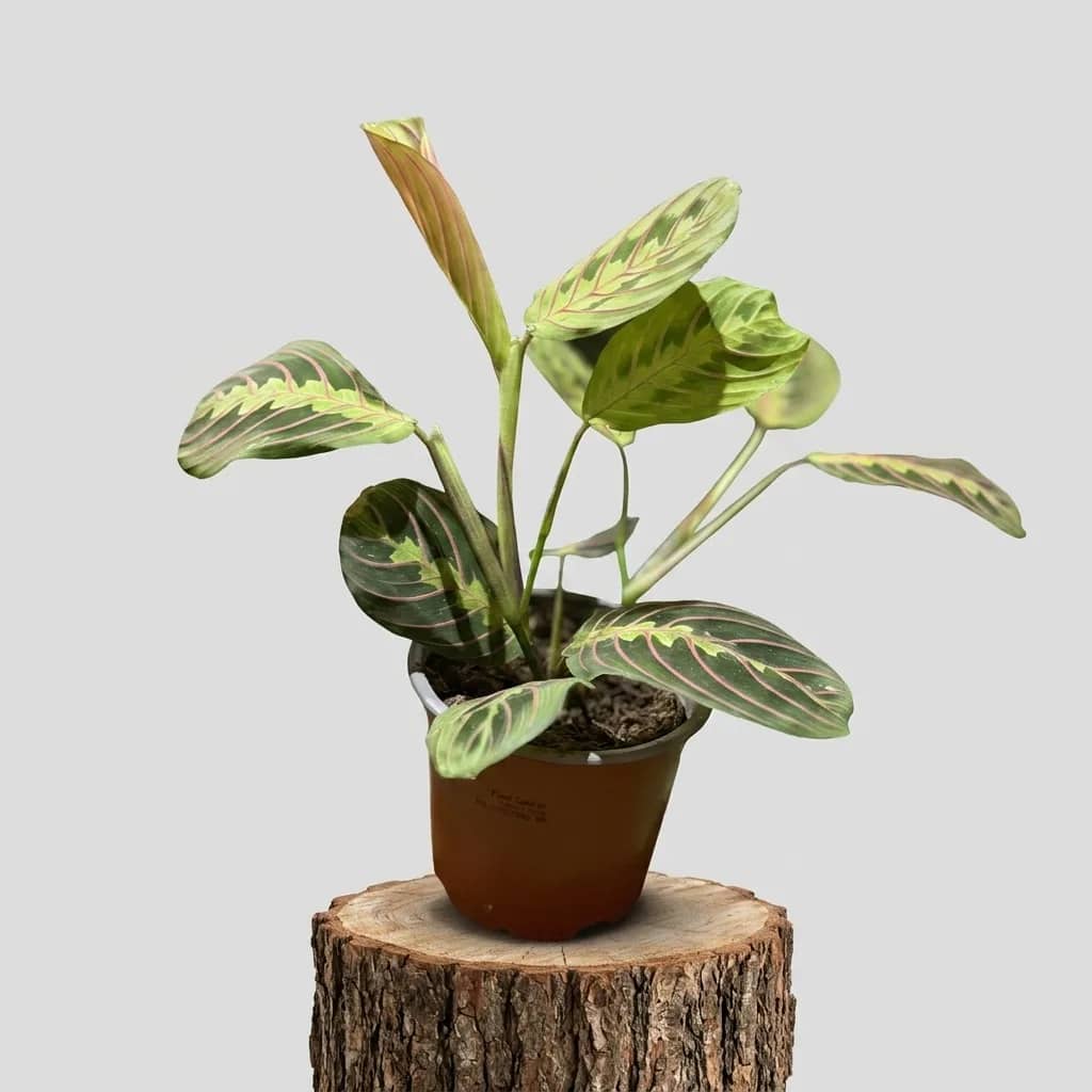 Маранта (Maranta Leuconeura 'Fascinator') – Растение што се моли — 2