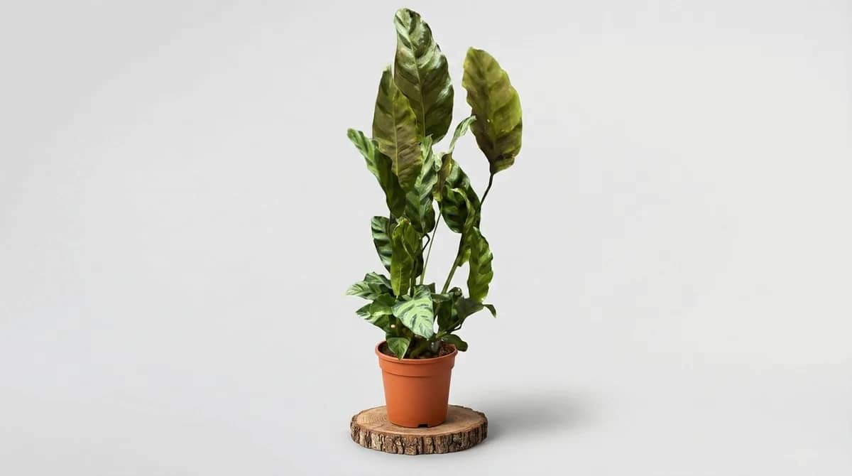 Калатеја Леопардина (Calathea Leopardina) — 2